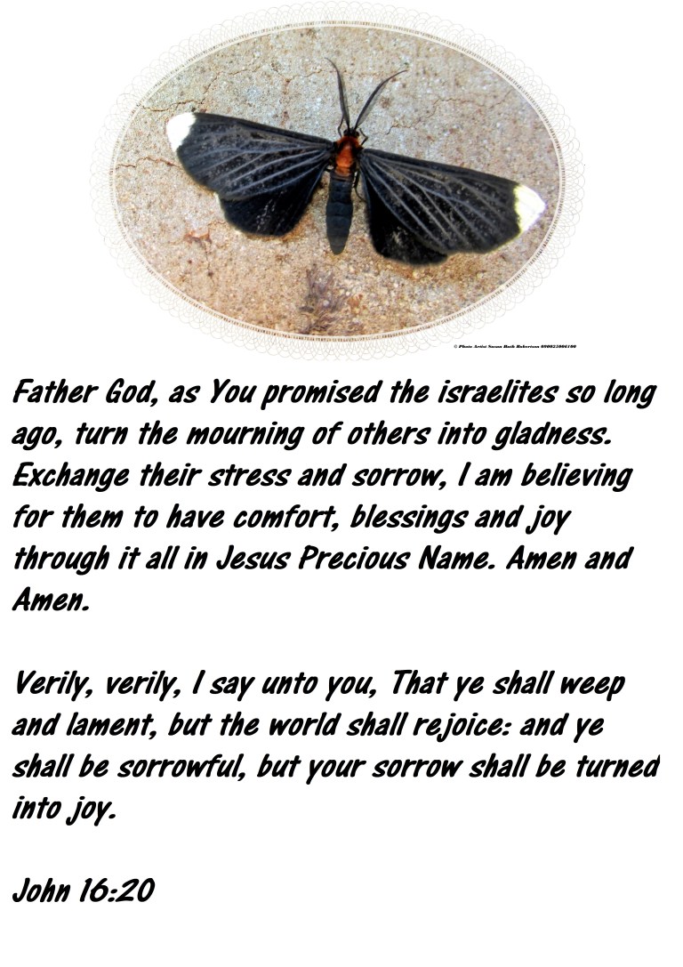 © Photo Artist Susan Ruth Robertson 090025006100 019 - Copy.JPG