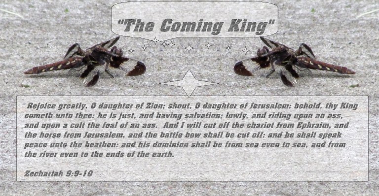 © Photo Artist Susan Ruth Robertson 090025006100 067 - Copy - Copy.JPG