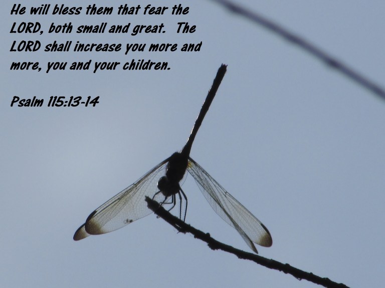 2017-05-23 © Photo Artist Susan Ruth Robertson 090025006100 022 - Copy.JPG