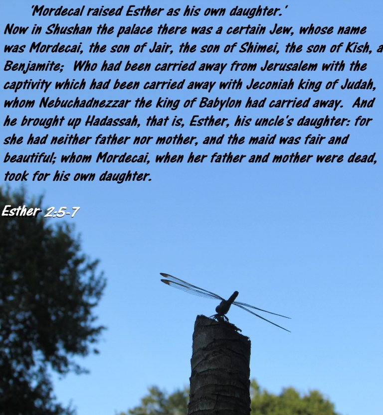 © Photo Artist Susan Ruth Robertson 090025006100 002 - Copy (2) - Copy - Copy.JPG