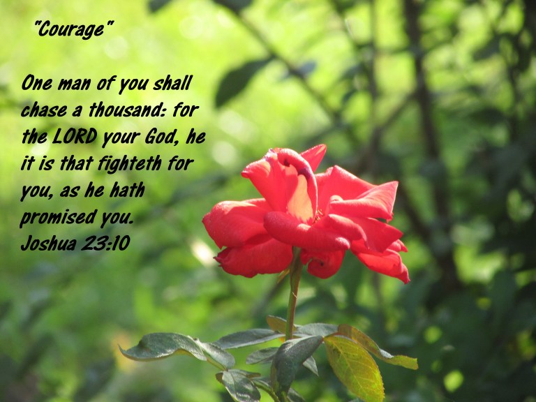 © Photo Artist Susan Ruth Robertson 090025006100 Canon PowerShot SX400 IS 045 - Copy (2).JPG