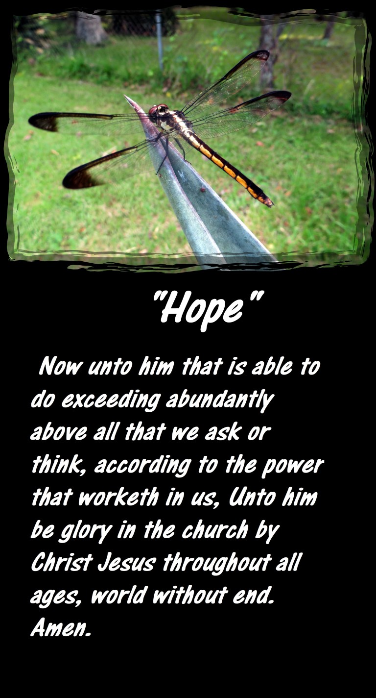 SX260 HS ©Photo Artist Susan Ruth Robertson 090025006100 026 - Copy.JPG