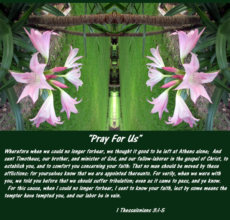 SX400 IS © Photo Artist Susan Ruth Robertson 001 - Copy (2) - Copy - Copy.JPG