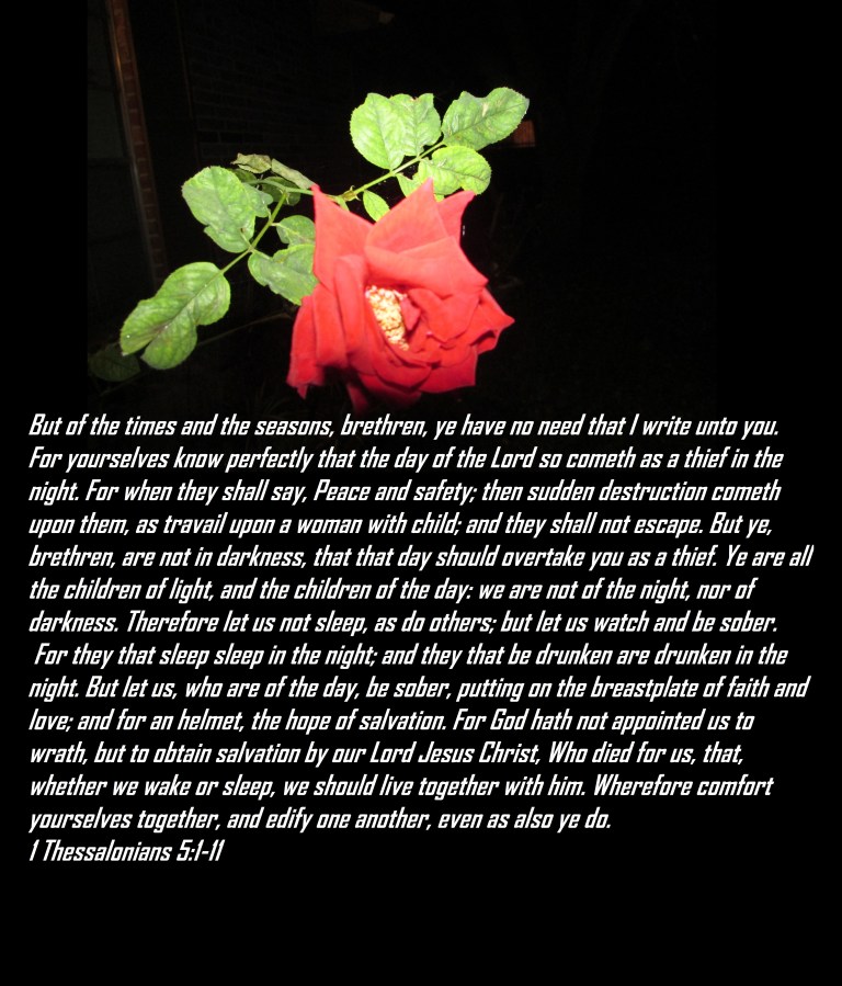 © Photo Artist Susan Ruth Robertson 090025006100 029 - Copy.JPG