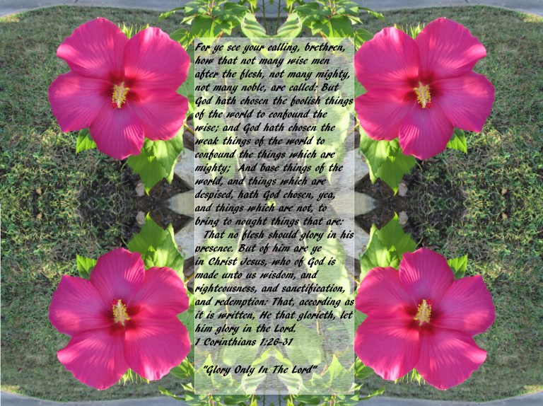 © Photo Artist Susan Ruth Robertson 090025006100 SX 400 IS 005 - Copy - Copy.JPG