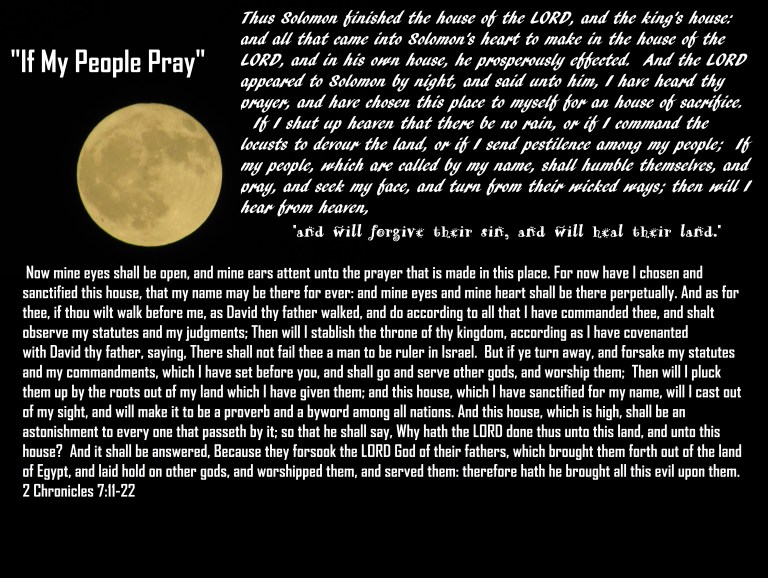 © Photo Artist Susan Ruth Robertson 090025006100 SX 400 IS 015 - Copy.JPG