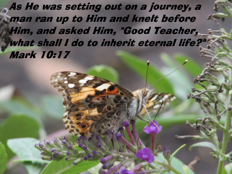 © Photo Artist Susan Ruth Robertson 090025006100 028.JPG