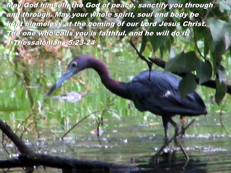 © Photo Artist Susan Ruth Robertson 0925006100 027 - Copy