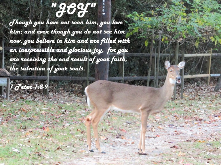 © Photo Artist Susan Ruth Robertson 090025006100 004 - Copy