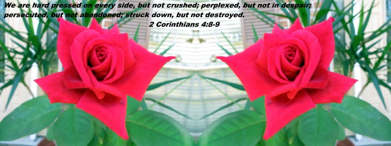 © Photo Artist Susan Ruth Robertson 090025006100 012 - Copy.JPG