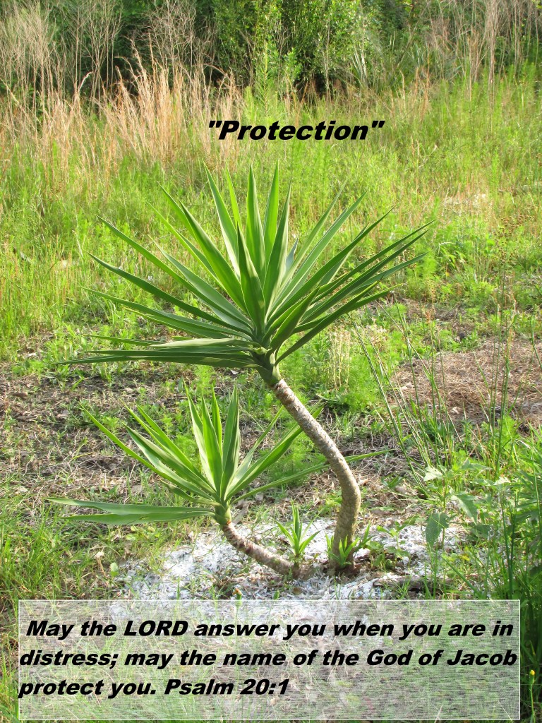 © Photo Artist Susan Ruth Robertson 090025006100 013 - Copy.JPG