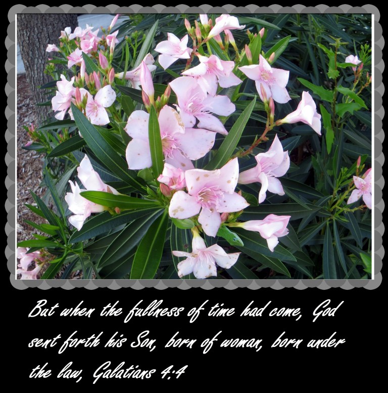 © Photo Artist Susan Ruth Robertson 090025006100 037 - Copy (2).JPG