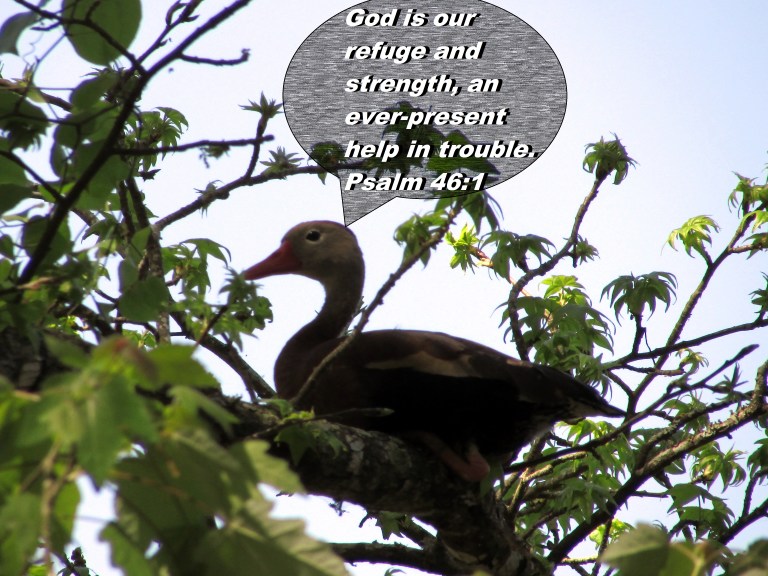 © Photo Artist Susan Ruth Robertson 090025006100 066.JPG