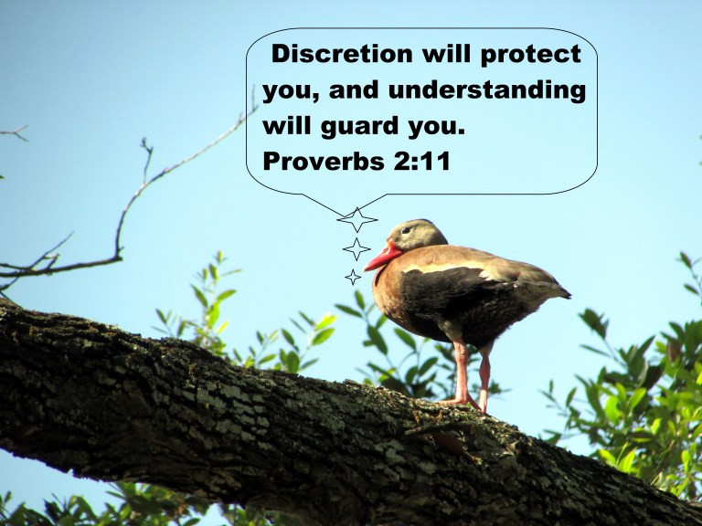 © Photo Artist Susan Ruth Robertson 090025006100 075.JPG