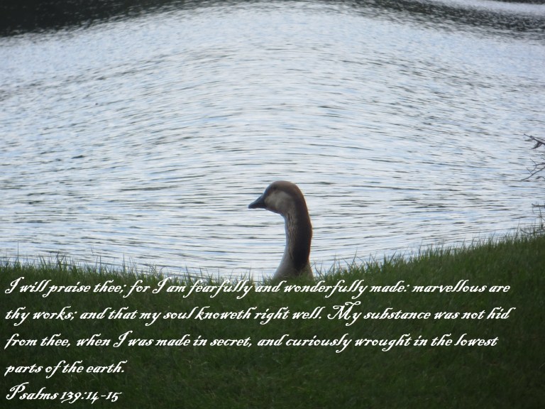 © Photo Artist Susan Ruth Robertson 090025006100 129.JPG