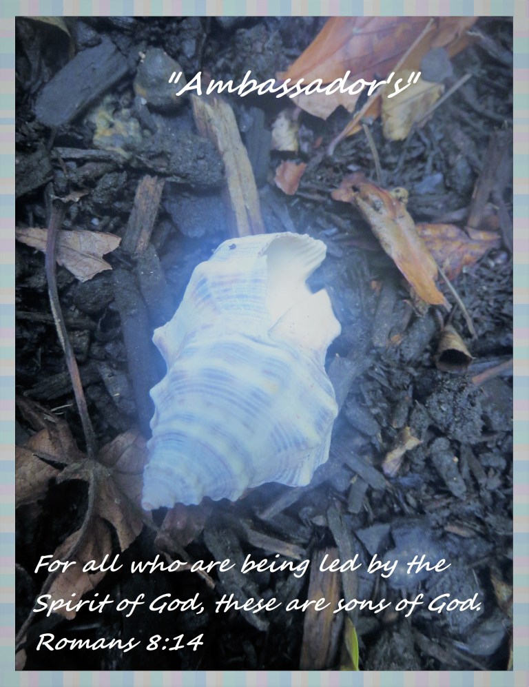 © Photo Artist Susan Ruth Robertson 090025006100 002 - Copy (2).JPG