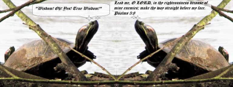 © Photo Artist Susan Ruth Robertson 090025006100 005 - Copy.JPG