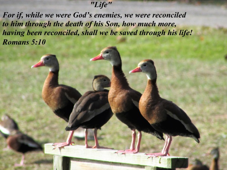 © Photo Artist Susan Ruth Robertson 090025006100 045 - Copy.JPG