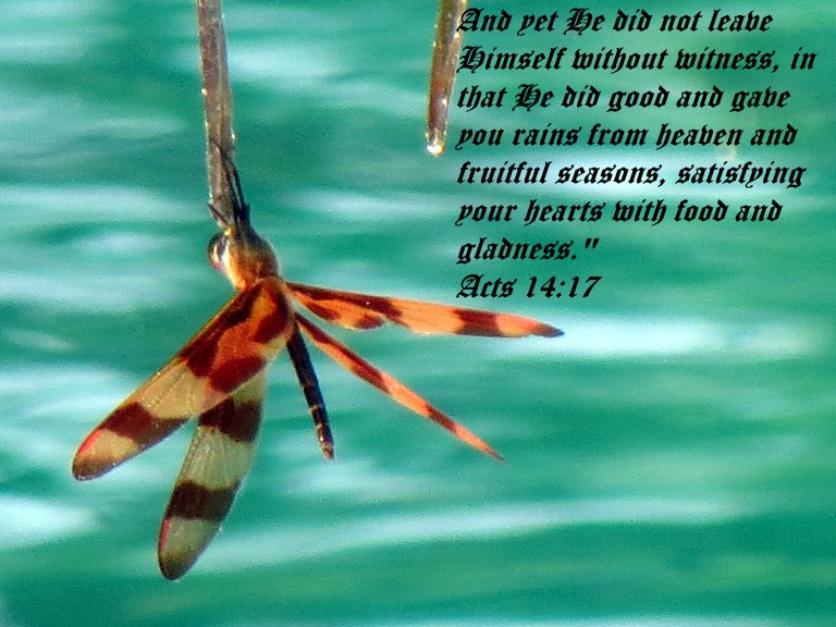 © Photo Artist Susan Ruth Robertson 090025006100 036 - Copy.JPG