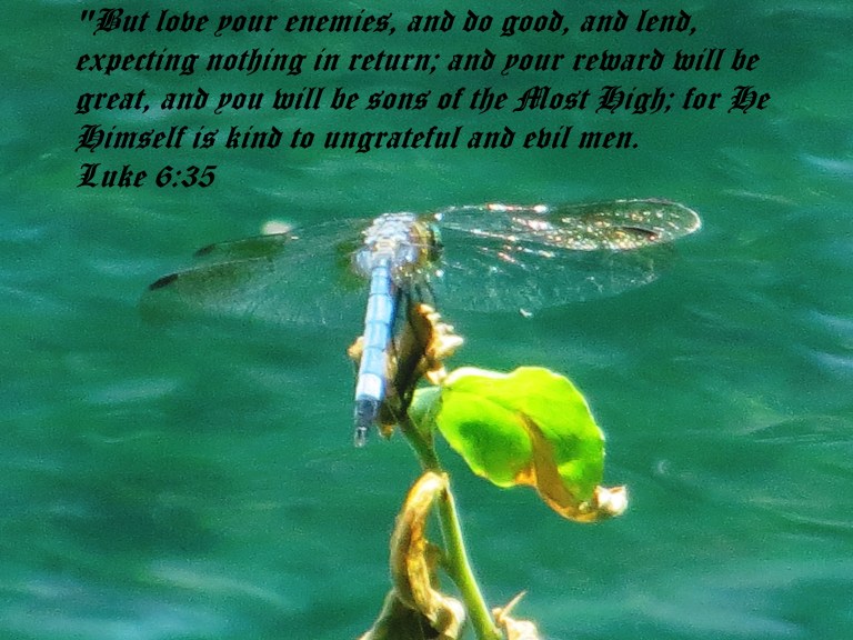 © Photo Artist Susan Ruth Robertson 090025006100 064 - Copy (2).JPG