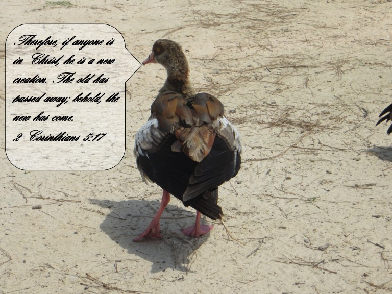 © Photo Artist Susan Ruth Robertson 090025006100 068 - Copy.JPG