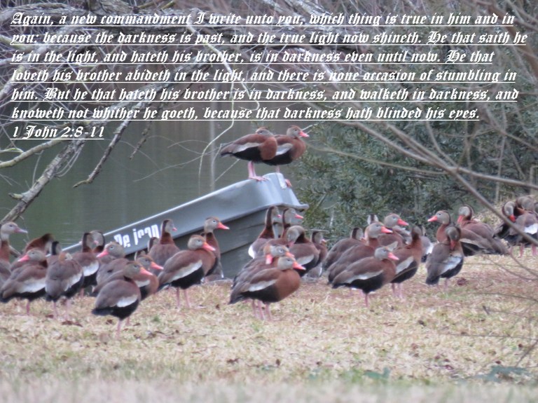 © Photo Artist Susan Ruth Robertson 090025006100 SX540HS 023 - Copy.JPG