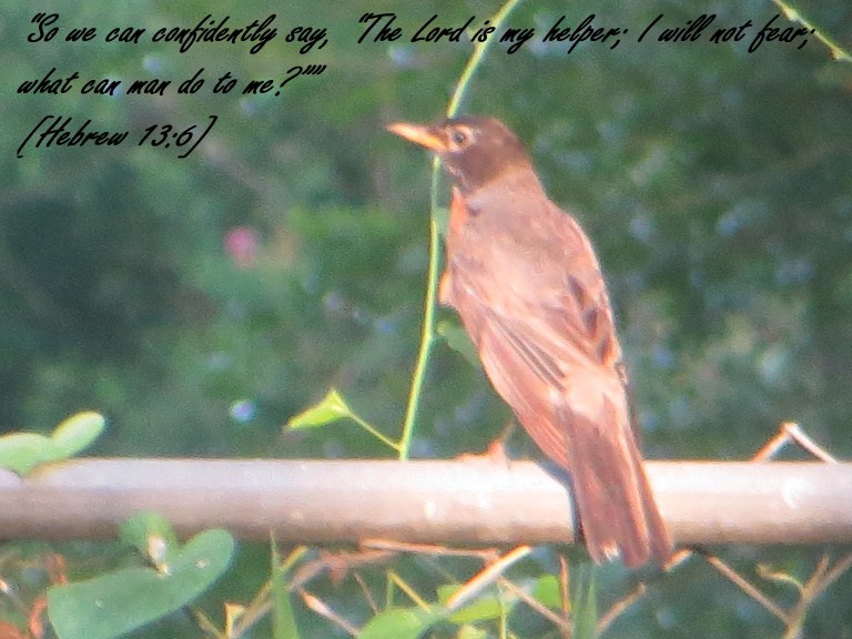 SX260 HS © Photo Artist Susan Ruth Robertson 090025006100 039 - Copy.JPG