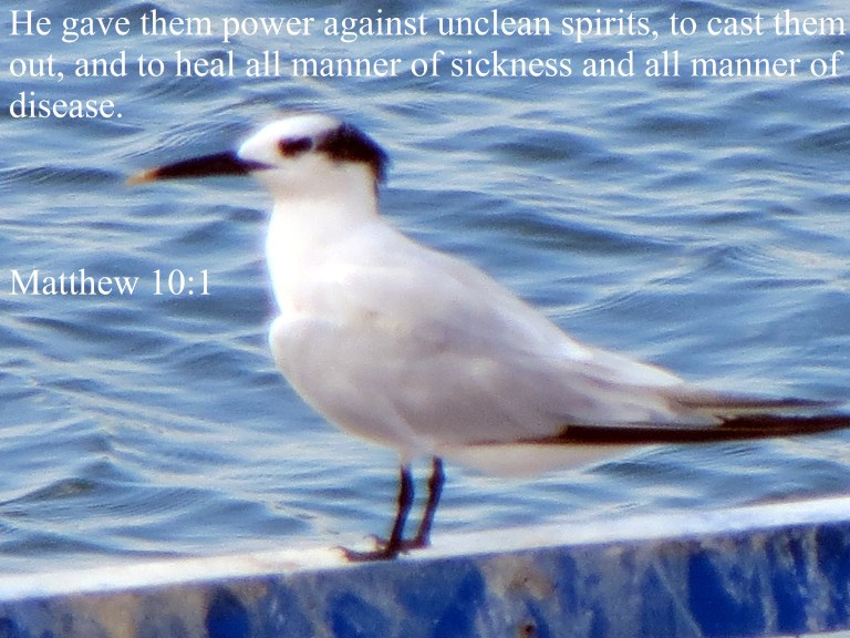 © Photo Artist Susan Ruth Robertson 090025006100 021.JPG