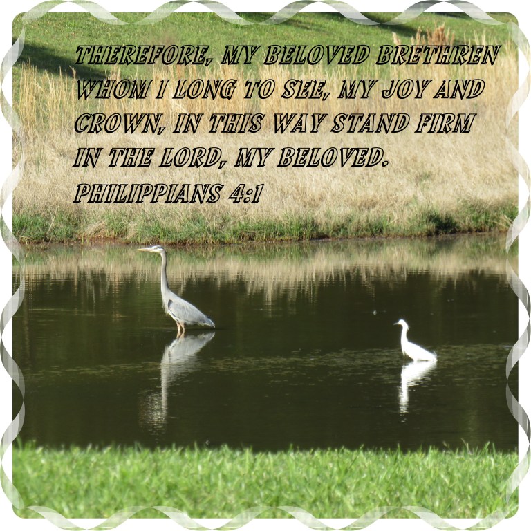 © Photo Artist Susan Ruth Robertson 090025006100 SX 540 HS 003 - Copy.JPG