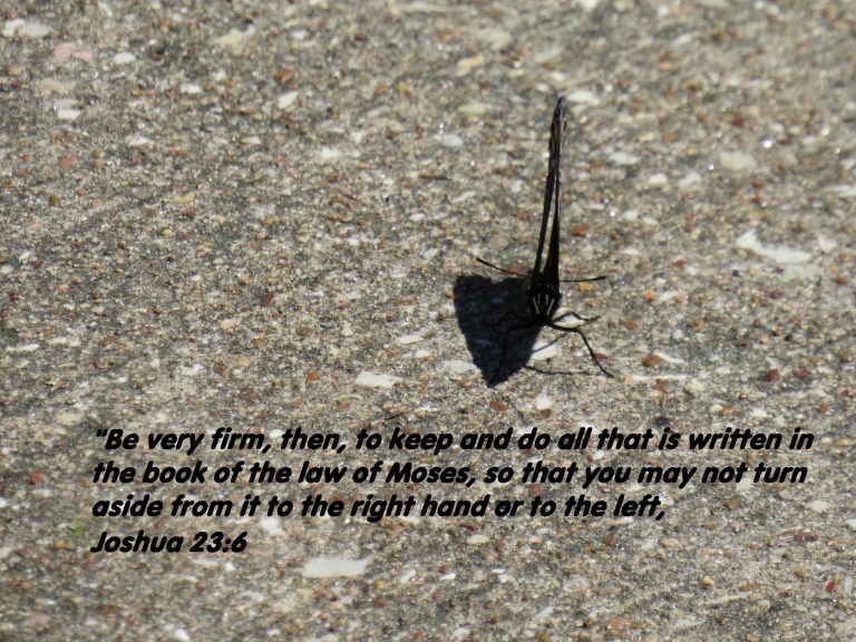 © Photo Artist Susan Ruth Robertson 090025006100 SX 540 HS 054 - Copy.JPG