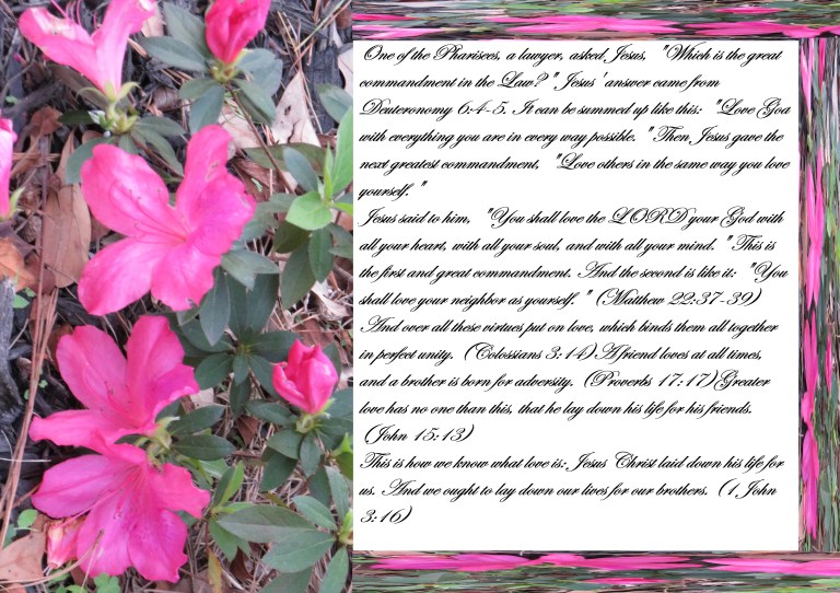 © Photo Artist Susan Ruth Robertson 090025006100 SX540HS 005 - Copy.JPG