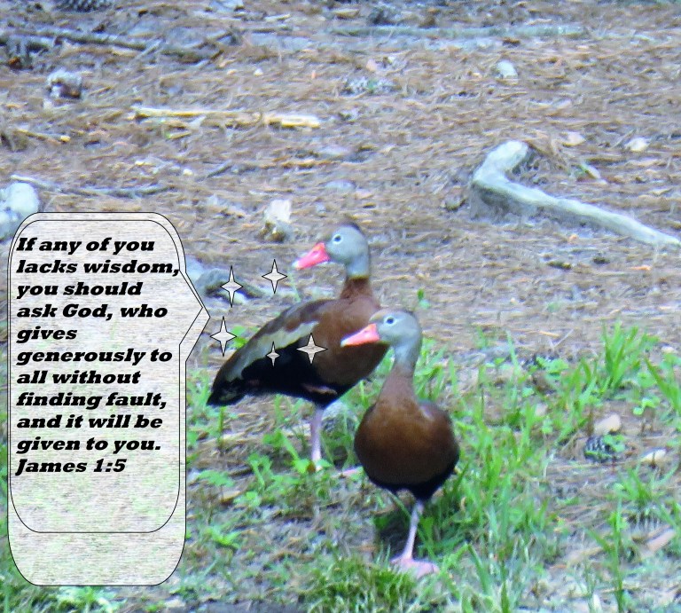 © Photo Artist Susan Ruth Robertson 090025006100 SX540HS 014 - Copy.JPG