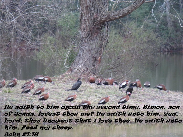 © Photo Artist Susan Ruth Robertson 090025006100 SX540HS 018 - Copy.JPG