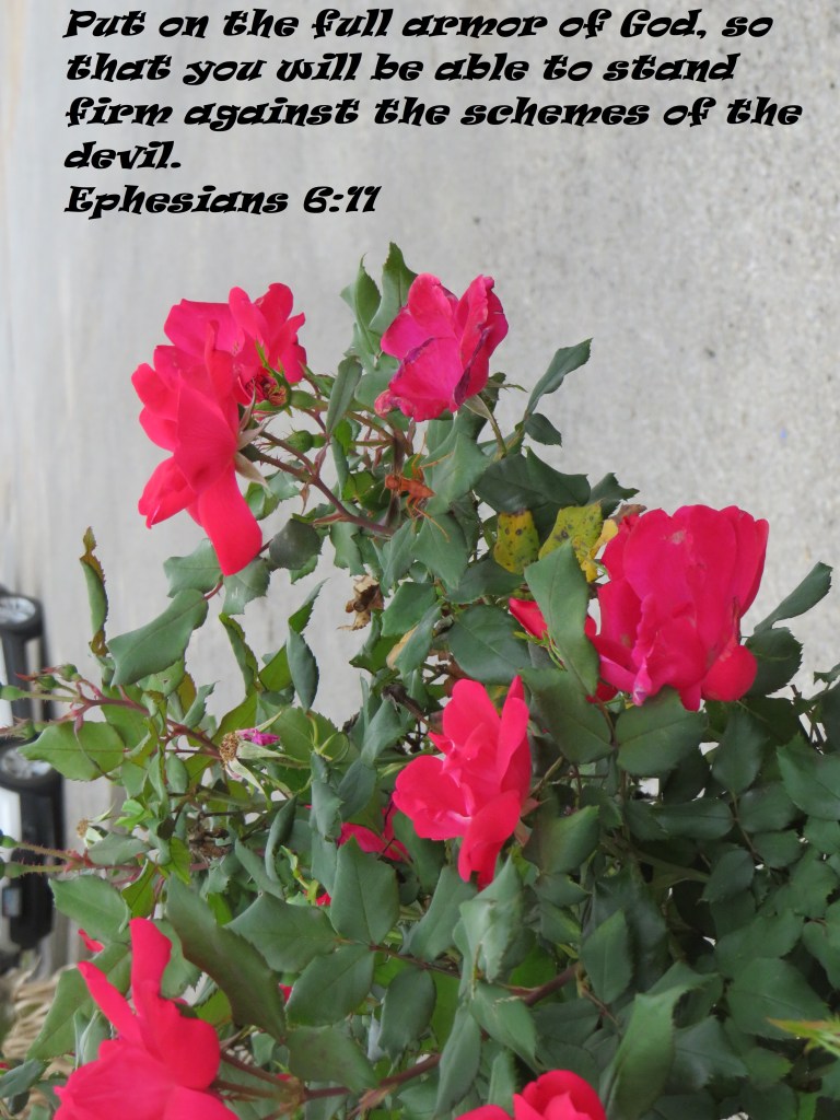 © Photo Artist Susan Ruth Robertson 090025006100 SX540HS 035 - Copy.JPG