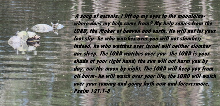 © Photo Artist Susan Ruth Robertson 090025006100 SX540HS 036 - Copy.JPG