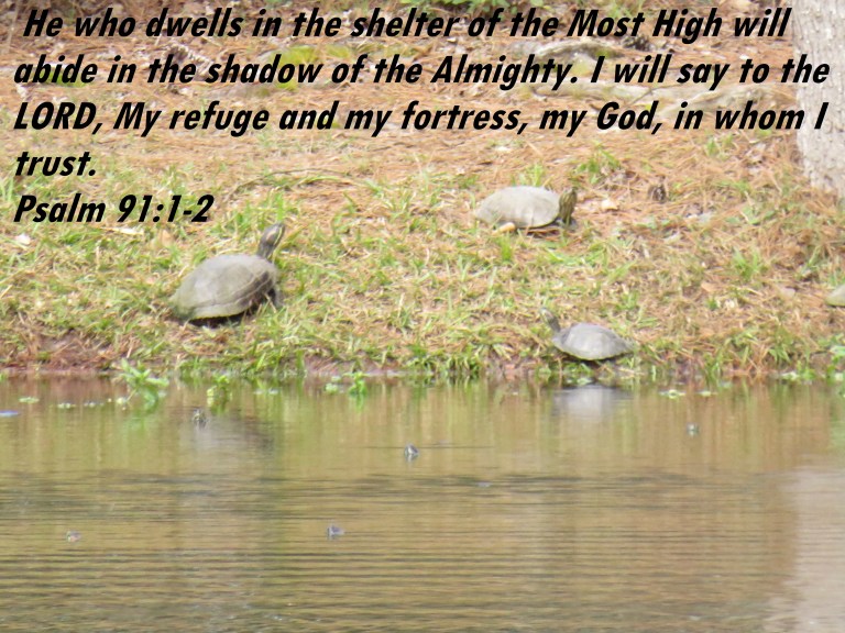 © Photo Artist Susan Ruth Robertson 090025006100 SX540HS 044 - Copy.JPG