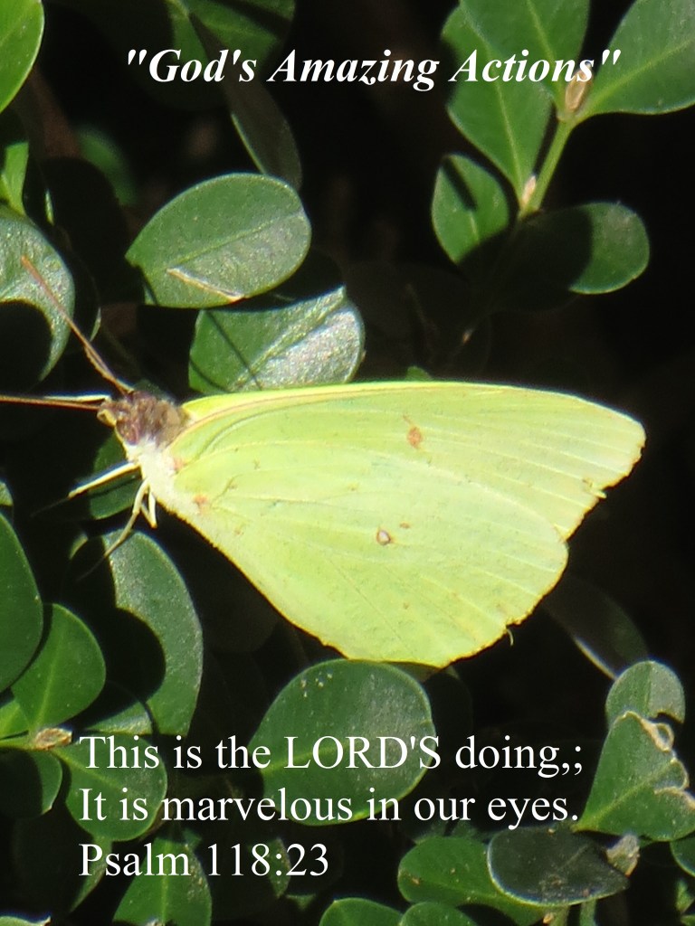 © Photo Artist Susan Ruth Robertson 090025006100 027 - Copy.JPG