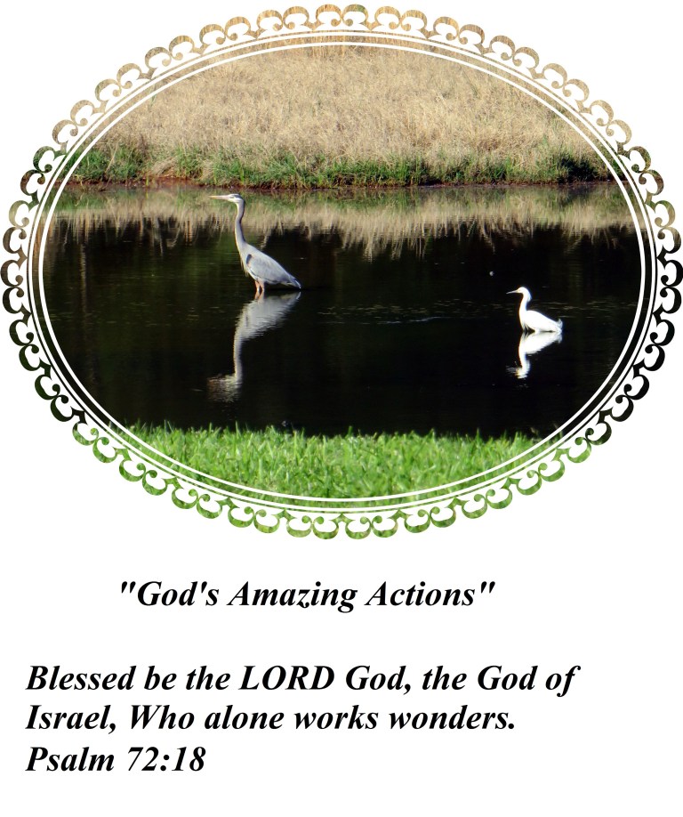 © Photo Artist Susan Ruth Robertson 090025006100 SX 540 HS 015 - Copy.JPG