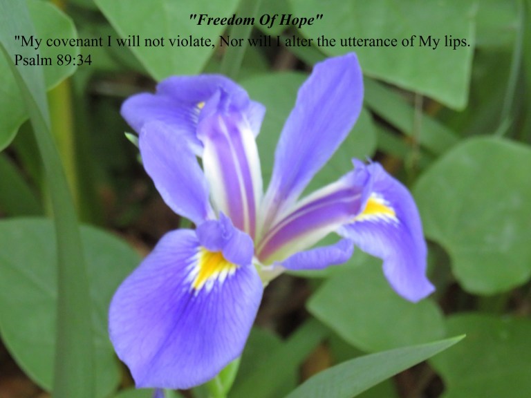 © Photo Artist Susan Ruth Robertson 090025006100 SX 540 HS 053.JPG