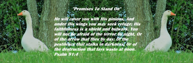 © Photo Artist Susan Ruth Robertson 090025006100 SX540HS 004 - Copy.JPG