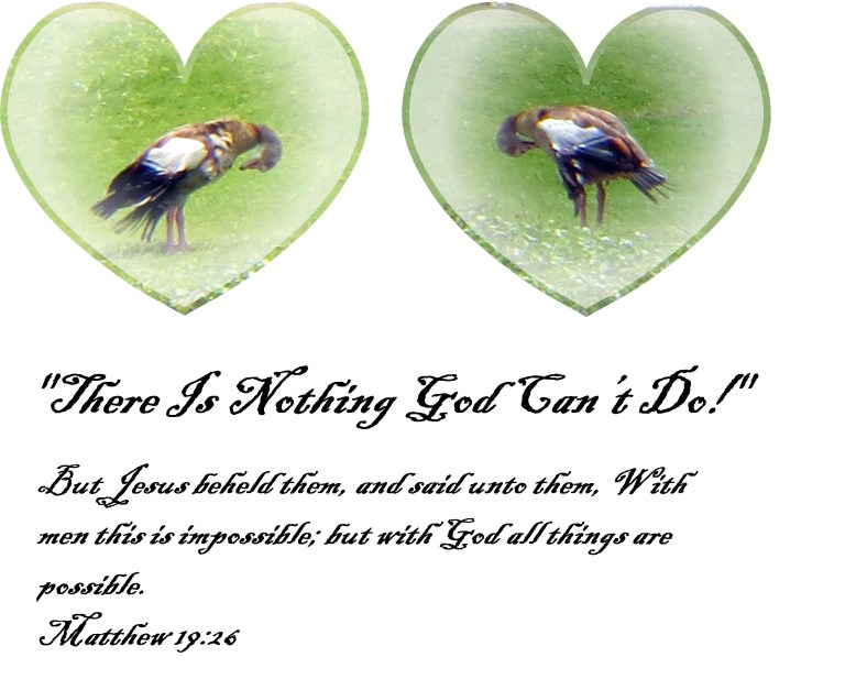 © Photo Artist Susan Ruth Robertson 090025006100 025 - Copy.JPG