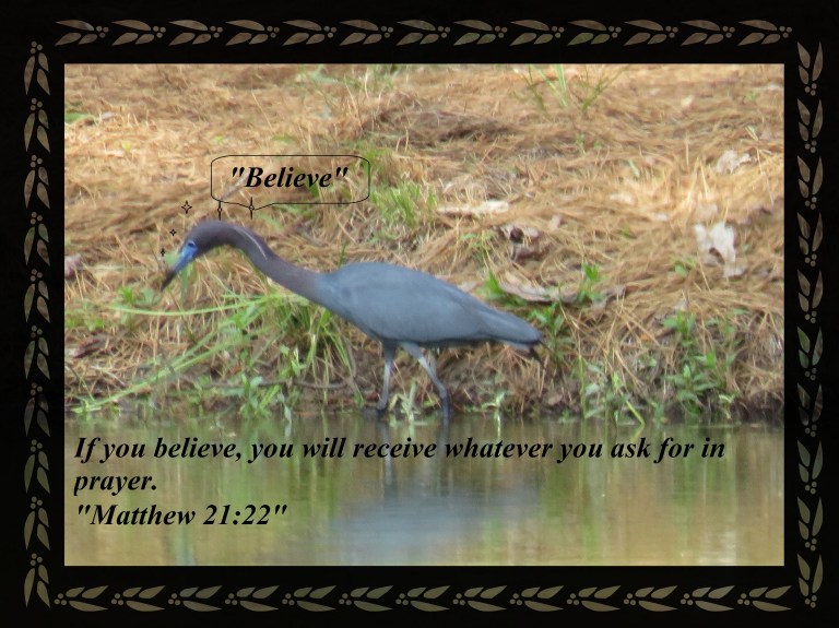 © Photo Artist Susan Ruth Robertson 090025006100 SX 400 IS 041 - Copy.JPG