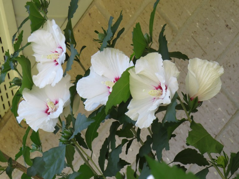 © Photo Artist Susan Ruth Robertson 090025006100 SX540HS 0 011.JPG