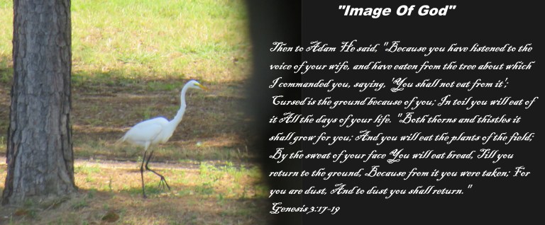 © Photo Artist Susan Ruth Robertson 090025006100 SX540HS 0 017.JPG