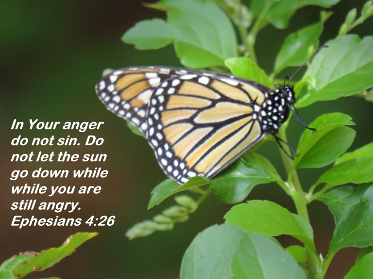 © Photo Artist Susan Ruth Robertson 090025006100 SX540HS 0 087 - Copy (2).JPG