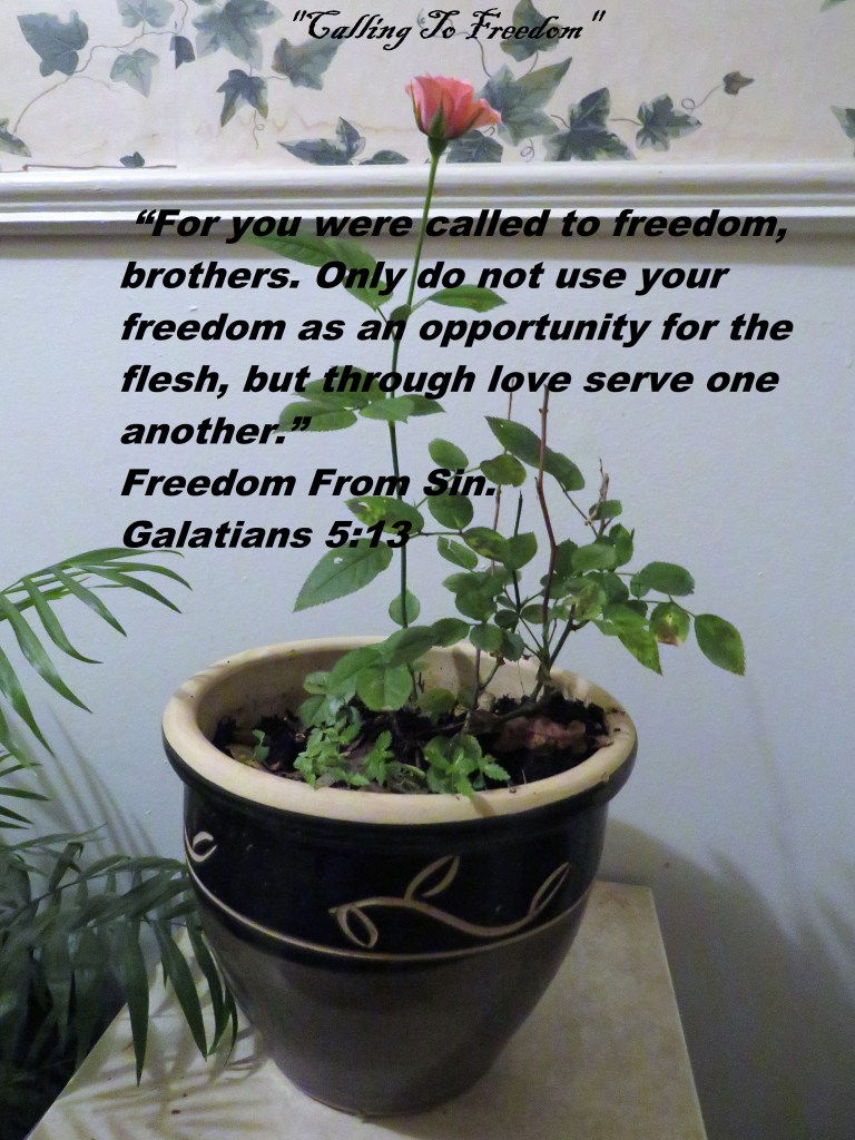 © Photo Artist Susan Ruth Robertson 090025006100 SX540HS 006.JPG