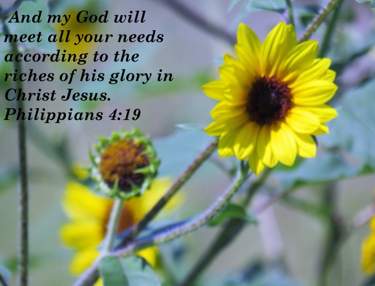 © Photo Artist Susan Ruth Robertson 090025006100 SX540HS 009 - Copy.JPG