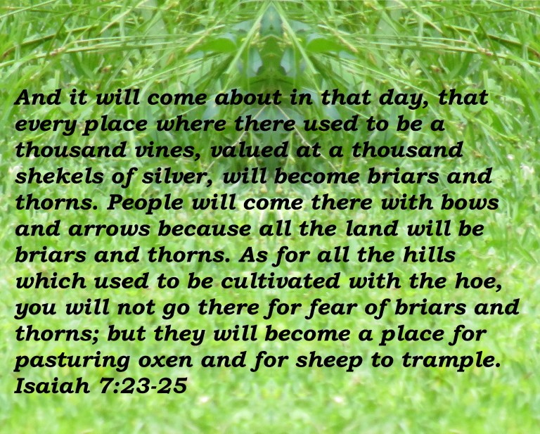 © Photo Artist Susan Ruth Robertson 090025006100 SX540HS 016 - Copy.JPG