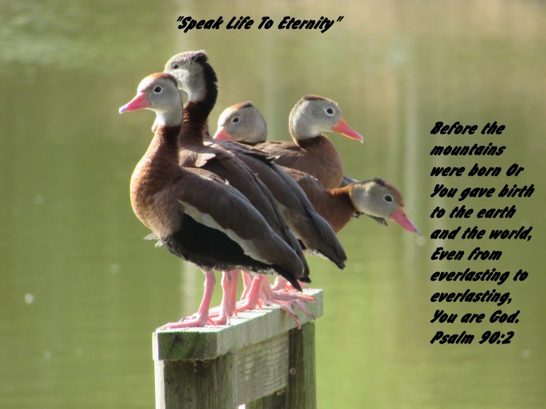 © Photo Artist Susan Ruth Robertson 090025006100 057.JPG