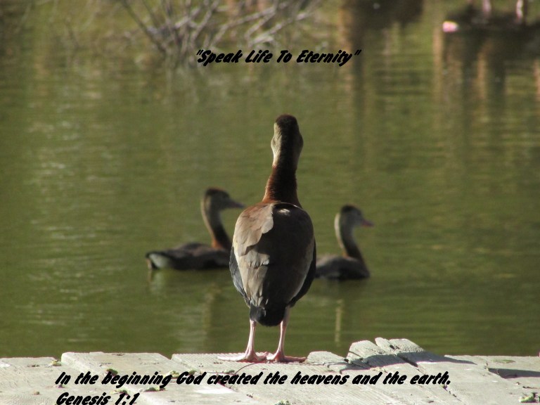 © Photo Artist Susan Ruth Robertson 090025006100 062 - Copy.JPG